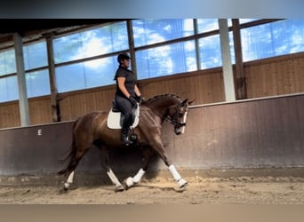 Oldenburger, Stute, 5 Jahre, Fuchs