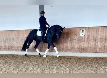 Oldenburger, Stute, 5 Jahre, Rappe