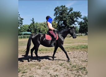 Oldenburger, Stute, 5 Jahre, Rappe