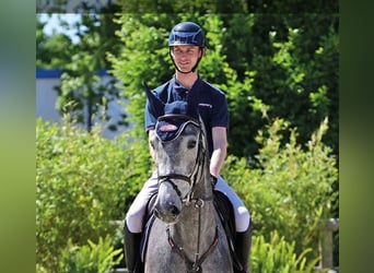 Oldenburger, Stute, 5 Jahre, Schimmel