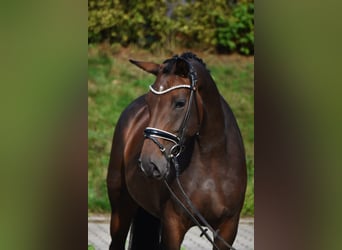 Oldenburger, Stute, 6 Jahre, 158 cm, Brauner