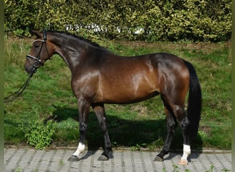 Oldenburger, Stute, 6 Jahre, 158 cm, Dunkelbrauner