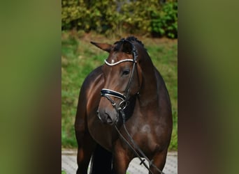 Oldenburger, Stute, 6 Jahre, 158 cm, Dunkelbrauner