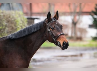 Oldenburger, Stute, 6 Jahre, 159 cm, Brauner