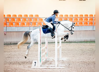 Oldenburger, Stute, 6 Jahre, 159 cm, Schimmel