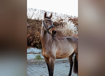 Oldenburger, Stute, 6 Jahre, 160 cm, Brauner