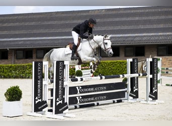 Oldenburger, Stute, 6 Jahre, 160 cm, Schimmel