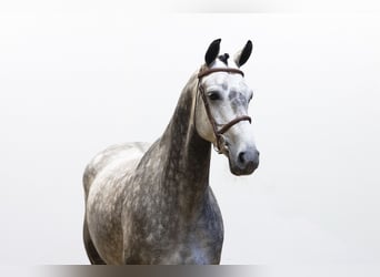 Oldenburger, Stute, 6 Jahre, 160 cm, Schimmel