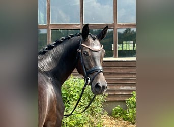 Oldenburger, Stute, 6 Jahre, 161 cm, Schwarzbrauner