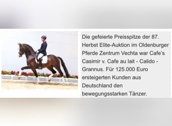 Oldenburger, Stute, 6 Jahre, 162 cm, Schwarzbrauner