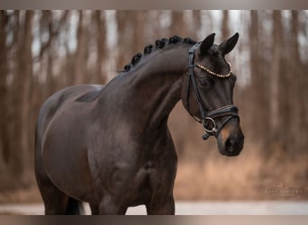 Oldenburger, Stute, 6 Jahre, 163 cm, Dunkelbrauner