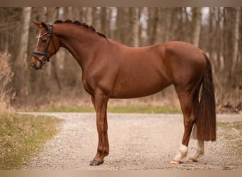 Oldenburger, Stute, 6 Jahre, 164 cm, Dunkelfuchs