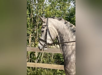 Oldenburger, Stute, 6 Jahre, 165 cm, Apfelschimmel
