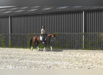 Oldenburger, Stute, 6 Jahre, 165 cm, Dunkelfuchs