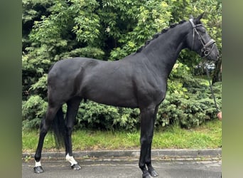 Oldenburger, Stute, 6 Jahre, 165 cm, Rappe
