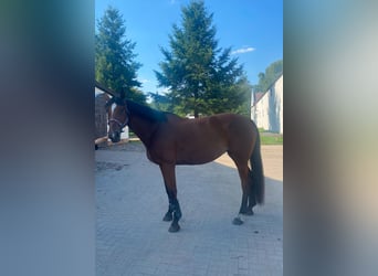 Oldenburger, Stute, 6 Jahre, 165 cm, Rotbrauner