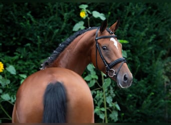 Oldenburger, Stute, 6 Jahre, 166 cm, Brauner