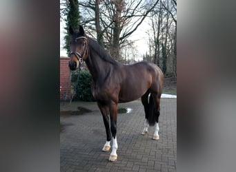 Oldenburger, Stute, 6 Jahre, 166 cm, Dunkelbrauner