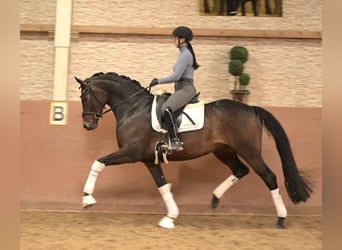 Oldenburger, Stute, 6 Jahre, 166 cm, Dunkelbrauner