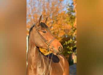 Oldenburger, Stute, 6 Jahre, 167 cm, Brauner