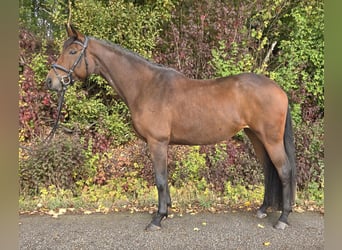 Oldenburger, Stute, 6 Jahre, 167 cm, Brauner