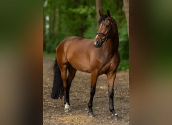 Oldenburger, Stute, 6 Jahre, 167 cm, Brauner