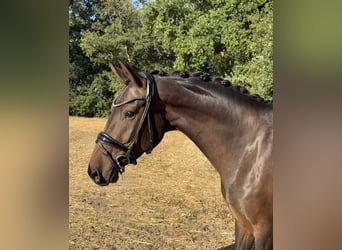 Oldenburger, Stute, 6 Jahre, 167 cm, Dunkelbrauner