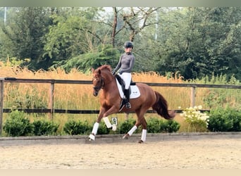 Oldenburger, Stute, 6 Jahre, 167 cm, Fuchs