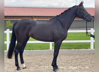 Oldenburger, Stute, 6 Jahre, 167 cm, Rappe