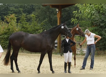 Oldenburger, Stute, 6 Jahre, 167 cm, Rappschimmel