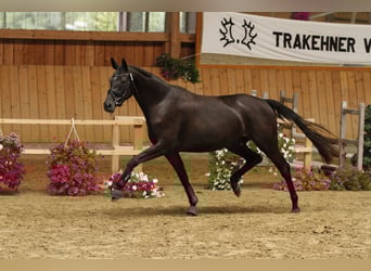 Oldenburger, Stute, 6 Jahre, 167 cm, Rappschimmel