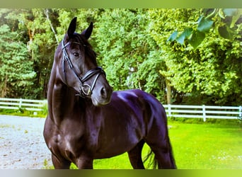 Oldenburger, Stute, 6 Jahre, 167 cm, Schwarzbrauner