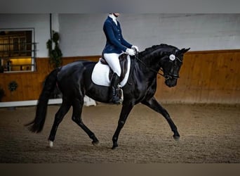 Oldenburger, Stute, 6 Jahre, 167 cm, Schwarzbrauner