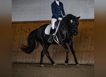 Oldenburger, Stute, 6 Jahre, 167 cm, Schwarzbrauner