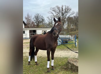 Oldenburger, Stute, 6 Jahre, 168 cm, Brauner