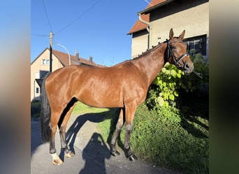 Oldenburger, Stute, 6 Jahre, 168 cm, Brauner