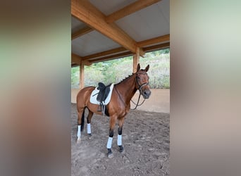 Oldenburger, Stute, 6 Jahre, 168 cm, Brauner