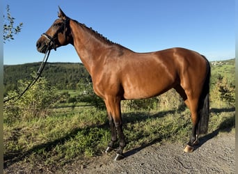Oldenburger, Stute, 6 Jahre, 168 cm, Brauner