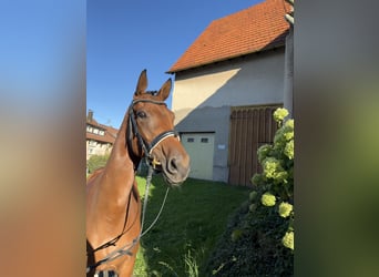 Oldenburger, Stute, 6 Jahre, 168 cm, Brauner
