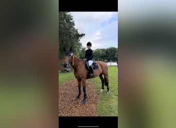 Oldenburger, Stute, 6 Jahre, 168 cm, Brauner
