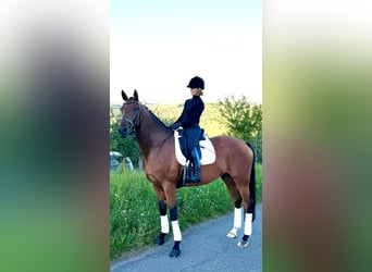 Oldenburger, Stute, 6 Jahre, 168 cm, Brauner