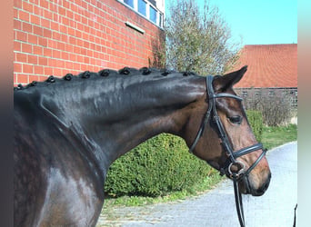 Oldenburger, Stute, 6 Jahre, 168 cm, Brauner