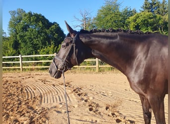 Oldenburger, Stute, 6 Jahre, 168 cm