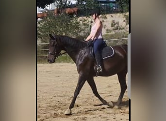 Oldenburger, Stute, 6 Jahre, 168 cm, Dunkelbrauner
