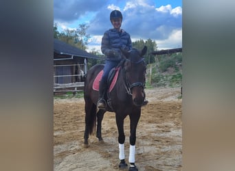 Oldenburger, Stute, 6 Jahre, 168 cm, Dunkelbrauner