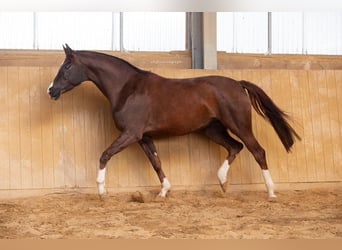 Oldenburger, Stute, 6 Jahre, 168 cm, Dunkelfuchs