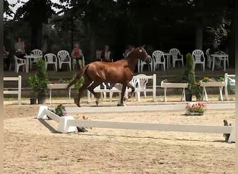 Oldenburger, Stute, 6 Jahre, 168 cm, Dunkelfuchs