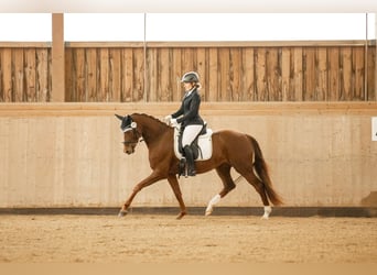 Oldenburger, Stute, 6 Jahre, 168 cm, Fuchs