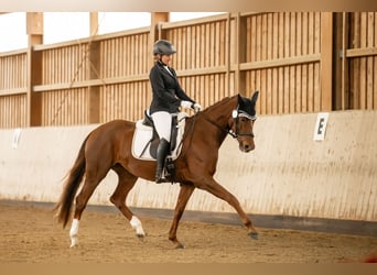 Oldenburger, Stute, 6 Jahre, 168 cm, Fuchs