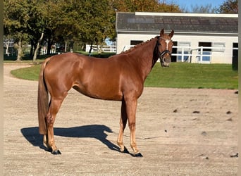 Oldenburger, Stute, 6 Jahre, 168 cm, Fuchs